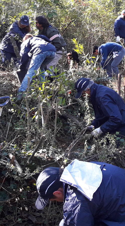 Bosques contra el cambio climático