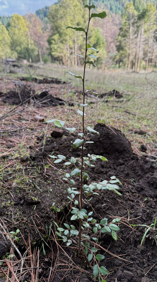 bosque Club del Clima