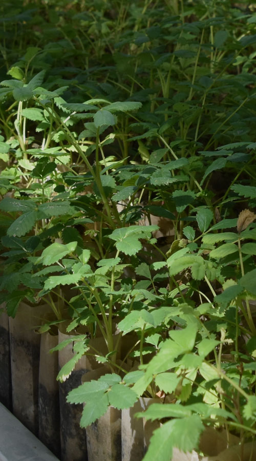 bosque Club del Clima