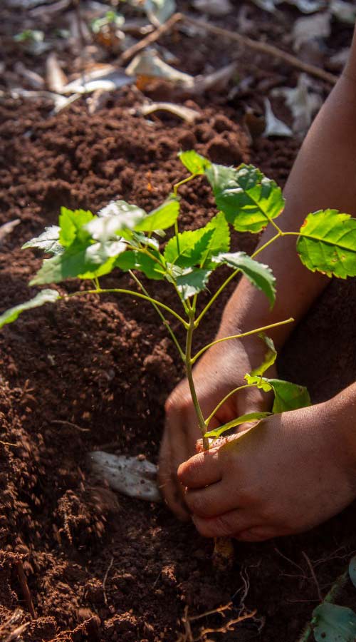 bosque Club del Clima